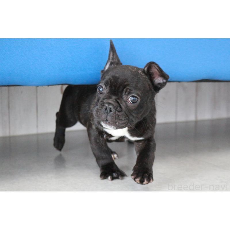 販売中の京都府のフレンチブルドッグ-424905