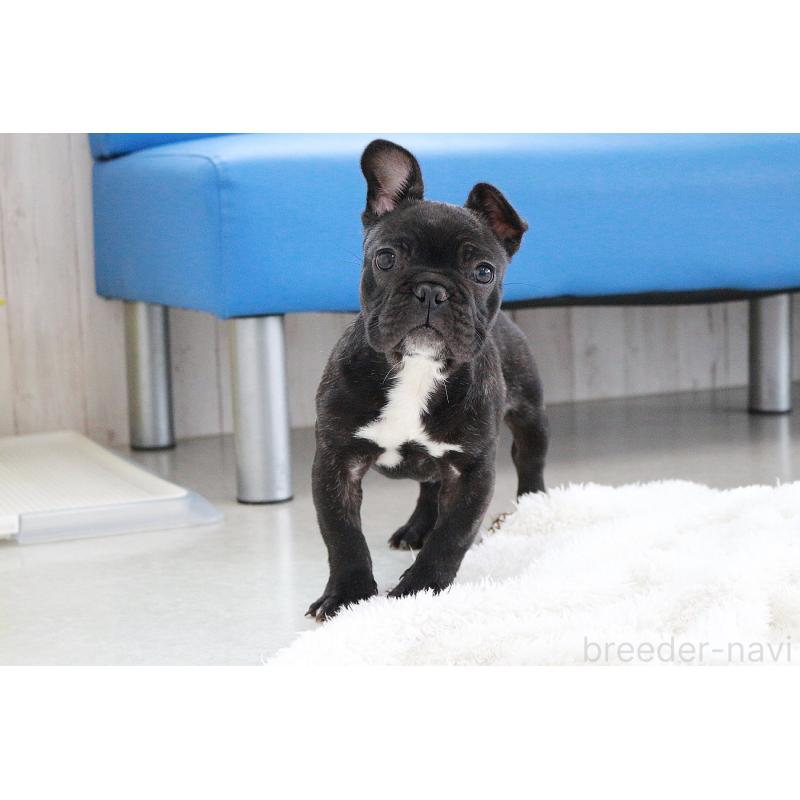 販売中の京都府のフレンチブルドッグ-424905の6枚目