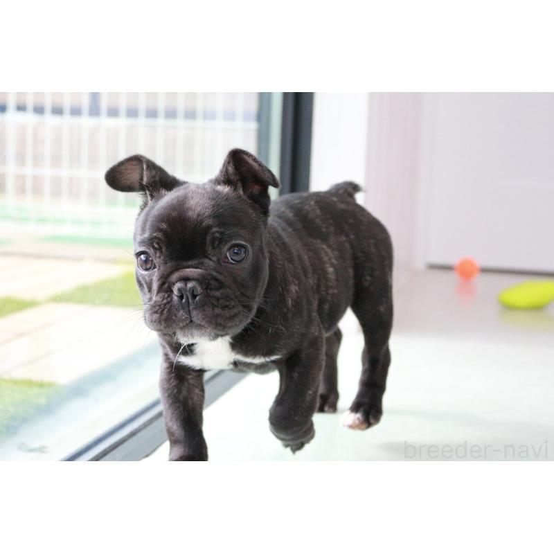 販売中の京都府のフレンチブルドッグ-424905の5枚目