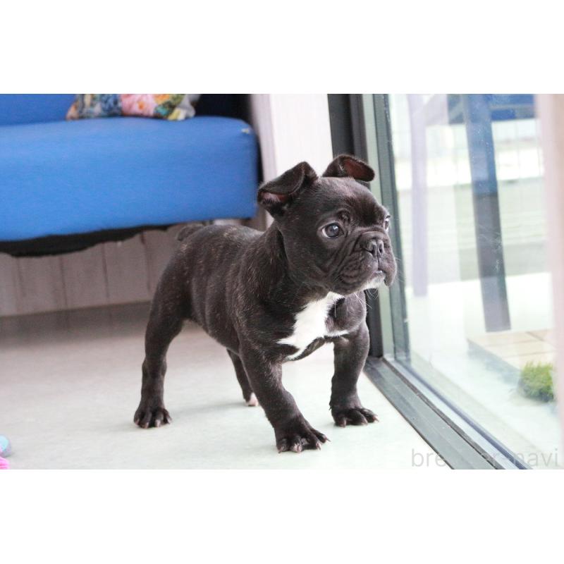 販売中の京都府のフレンチブルドッグ-424905の4枚目