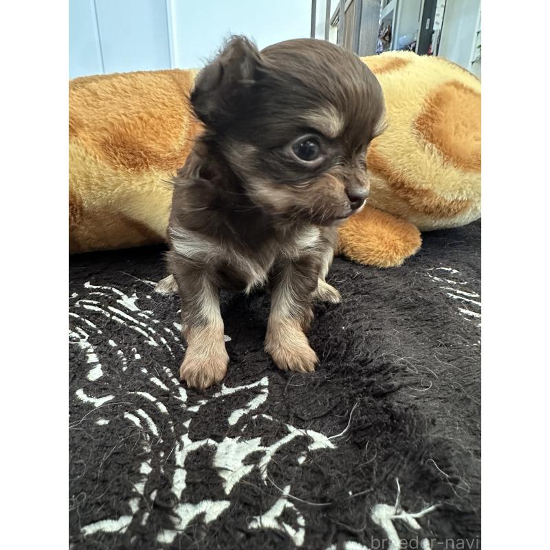 販売中の山形県のチワワ(ロングコート)-437240の4枚目