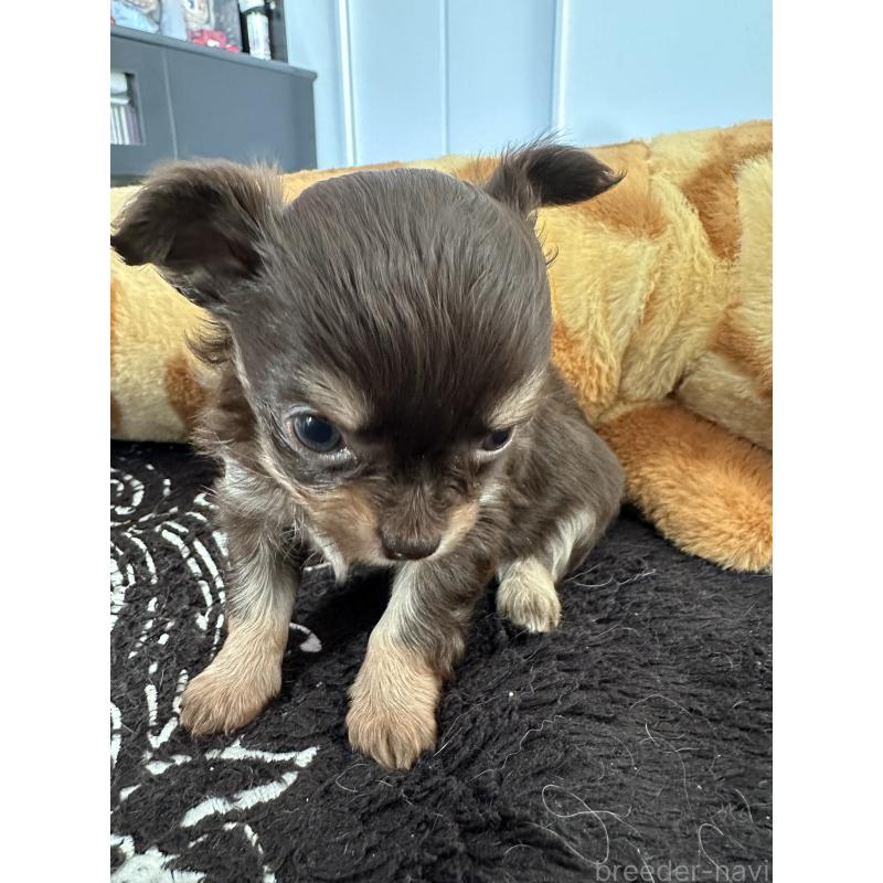 販売中の山形県のチワワ(ロングコート)-437240の3枚目