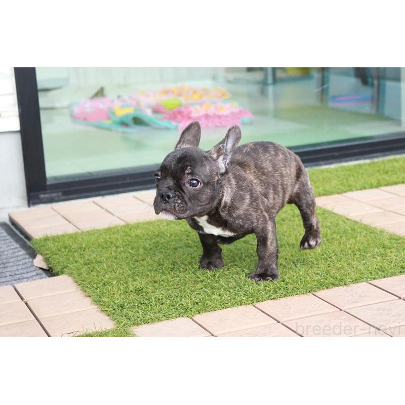 販売中の京都府のフレンチブルドッグ-426767の6枚目