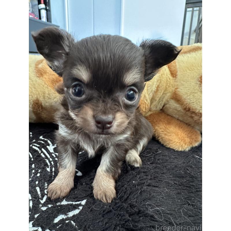 販売中の山形県のチワワ(ロングコート)-437240の2枚目