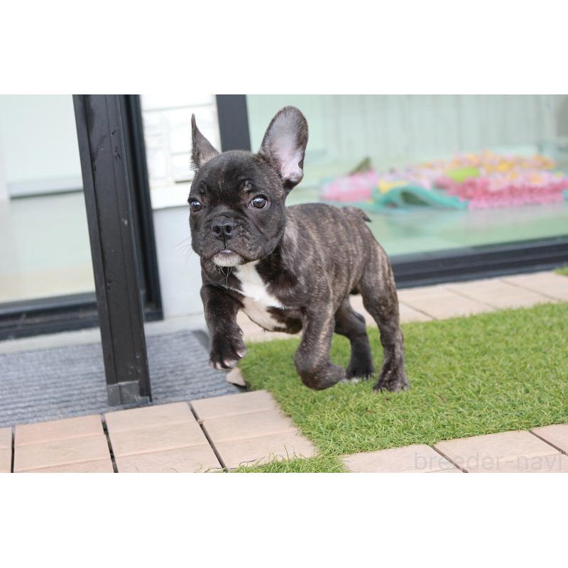 販売中の京都府のフレンチブルドッグ-426767の5枚目