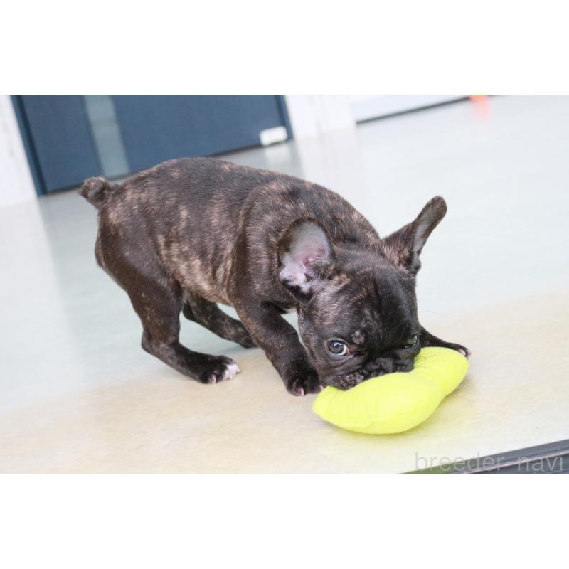 販売中の京都府のフレンチブルドッグ-426767の4枚目