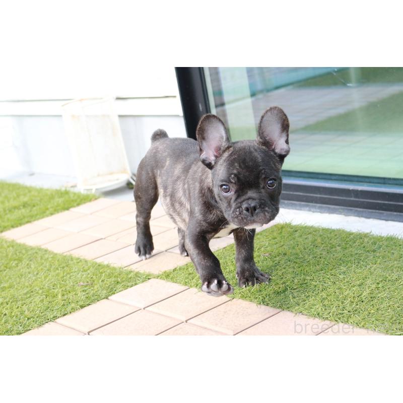 販売中の京都府のフレンチブルドッグ-426767の3枚目