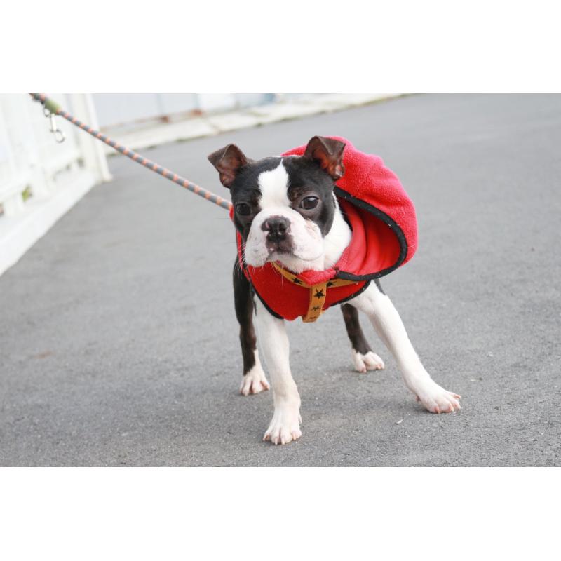 販売中の京都府のボストンテリア-403329の5枚目