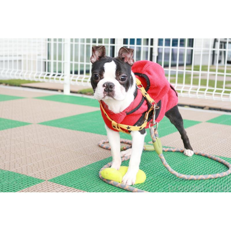 販売中の京都府のボストンテリア-403329の4枚目