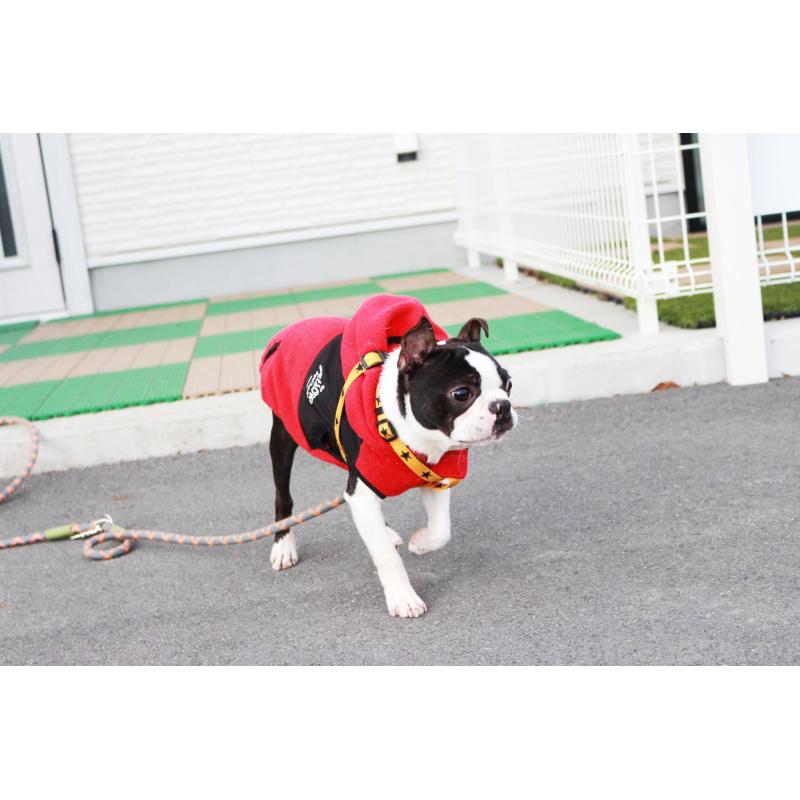 販売中の京都府のボストンテリア-403329の3枚目