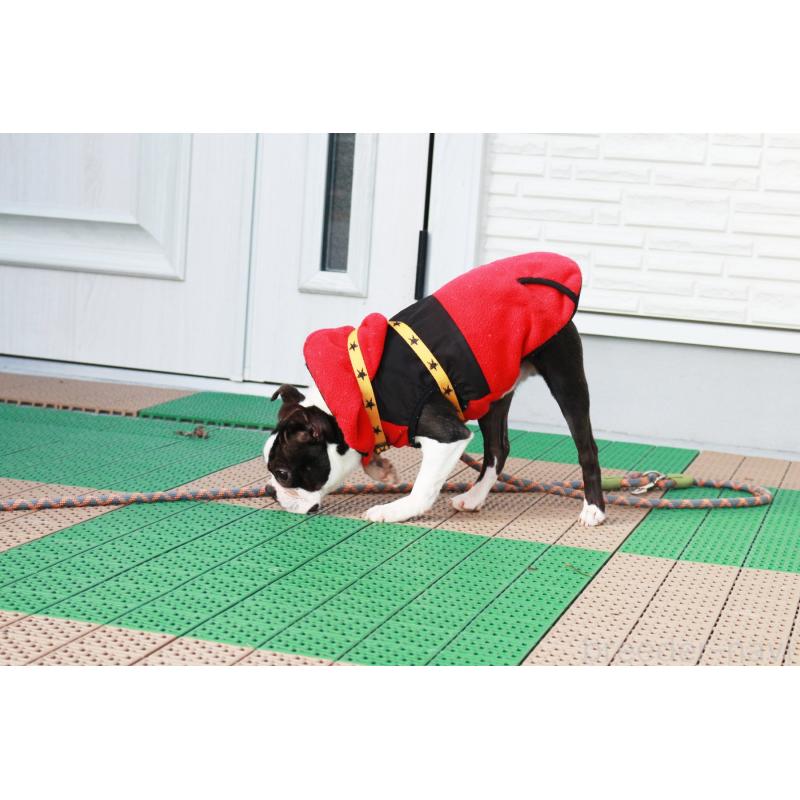 販売中の京都府のボストンテリア-403329の2枚目