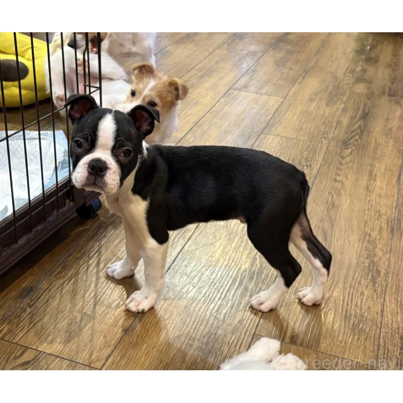 販売中の京都府のボストンテリア-427939の2枚目