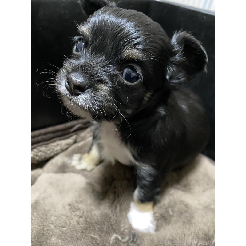 販売中の山形県のチワワ(ロングコート)-438615の5枚目