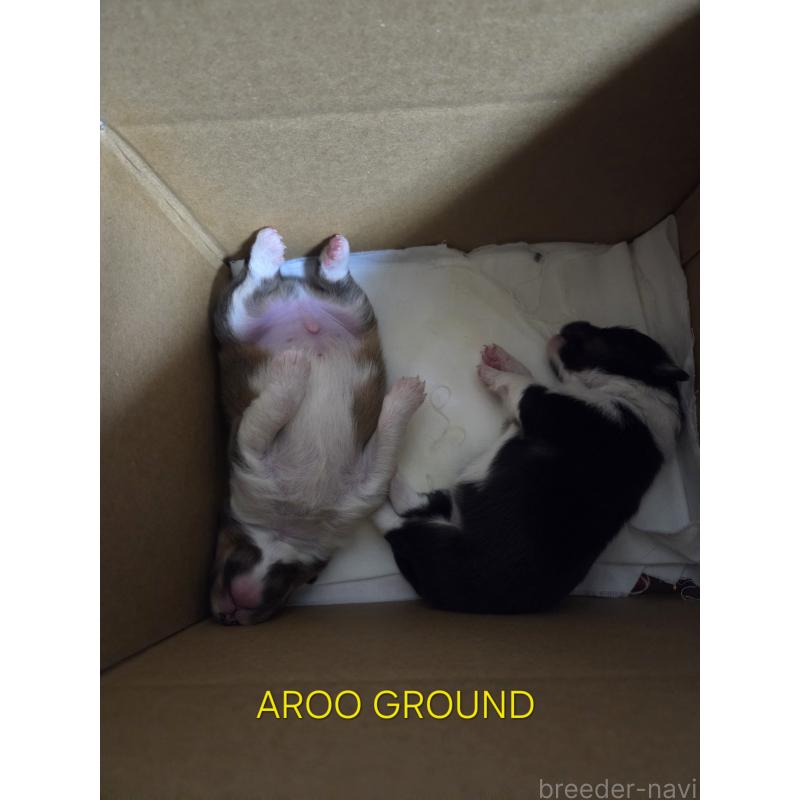 商談中の広島県のシェットランドシープドッグ(シェルティ)-439303の36枚目