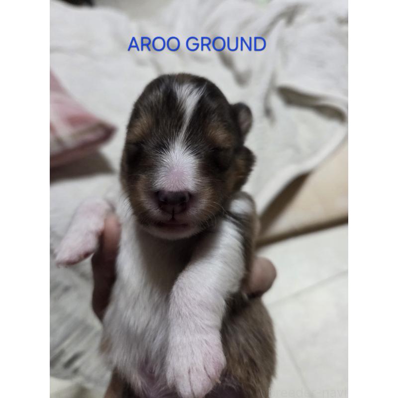 商談中の広島県のシェットランドシープドッグ(シェルティ)-439303の35枚目