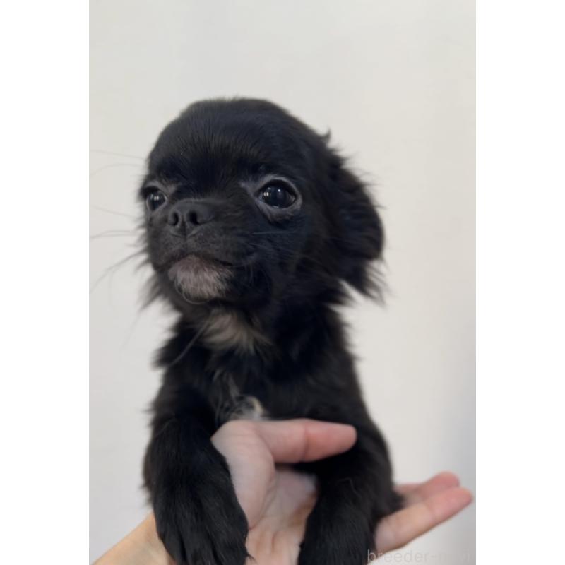 販売中の広島県のチワワ(ロングコート)-425930