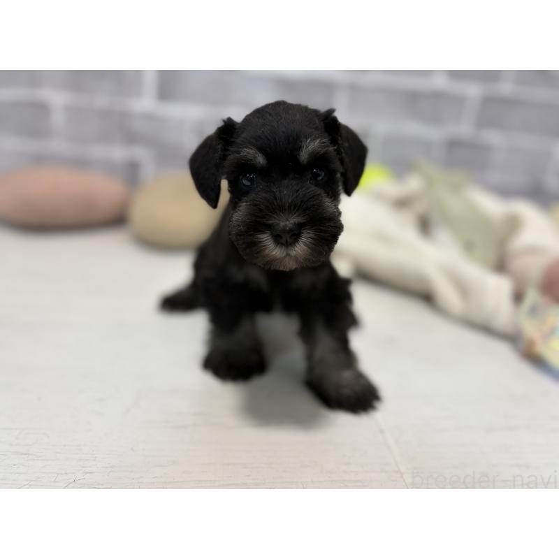 販売中の東京都のミニチュアシュナウザー-440060の6枚目