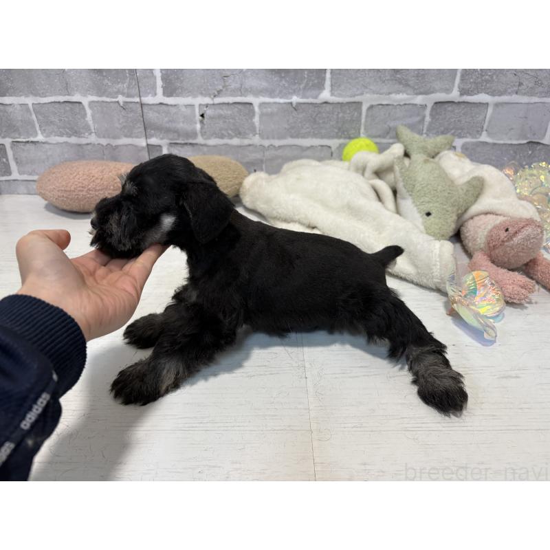 販売中の東京都のミニチュアシュナウザー-440060の5枚目