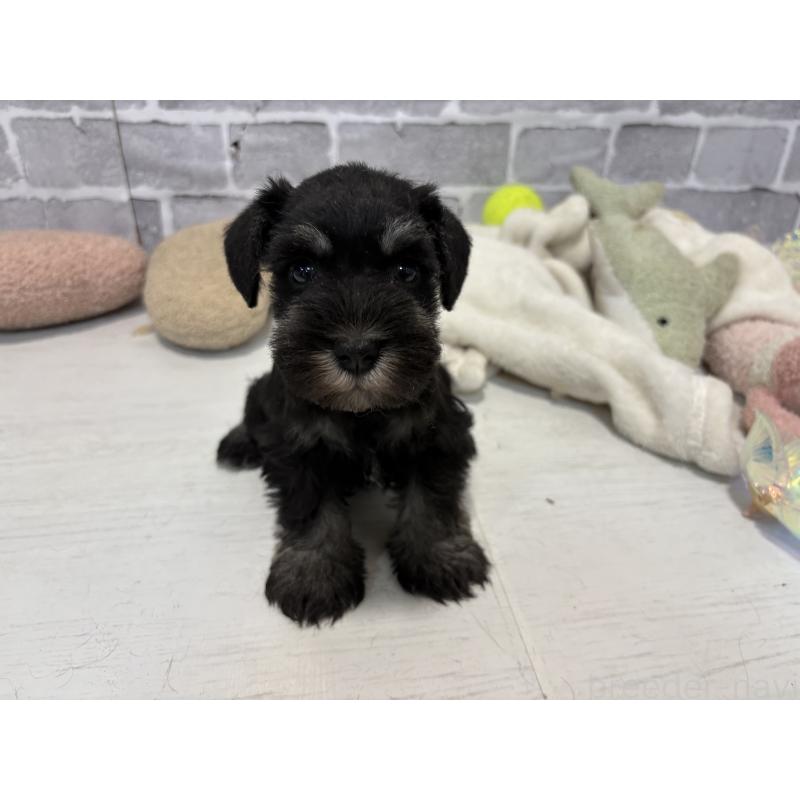 販売中の東京都のミニチュアシュナウザー-440060の4枚目