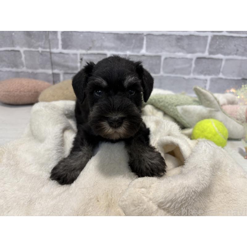 販売中の東京都のミニチュアシュナウザー-440060の3枚目