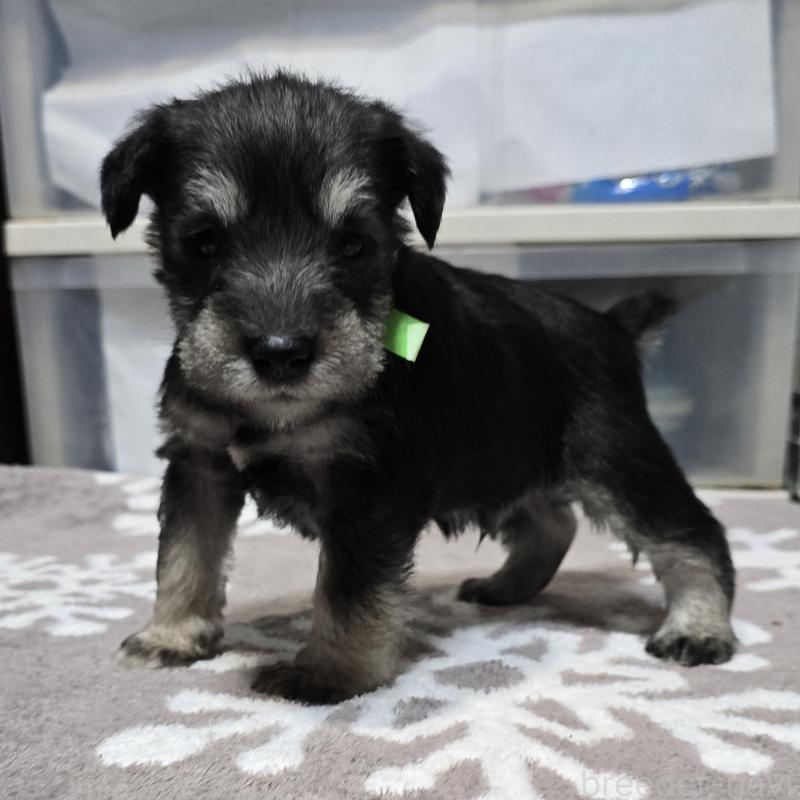 販売中の岡山県のミニチュアシュナウザー-436739の10枚目