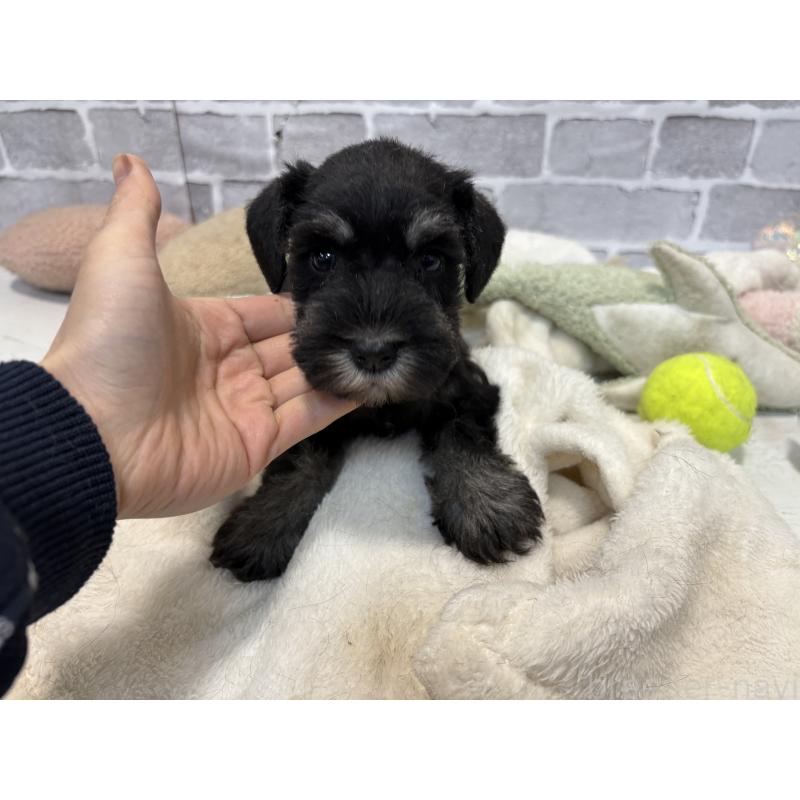 販売中の東京都のミニチュアシュナウザー-440060の2枚目