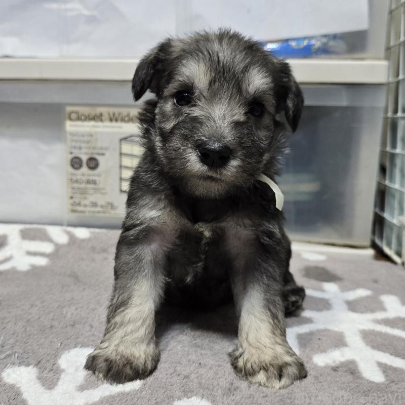 成約済の岡山県のミニチュアシュナウザー-436740の11枚目