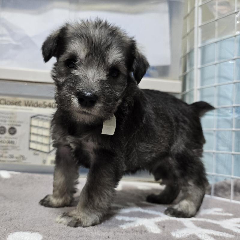 成約済の岡山県のミニチュアシュナウザー-436740の10枚目