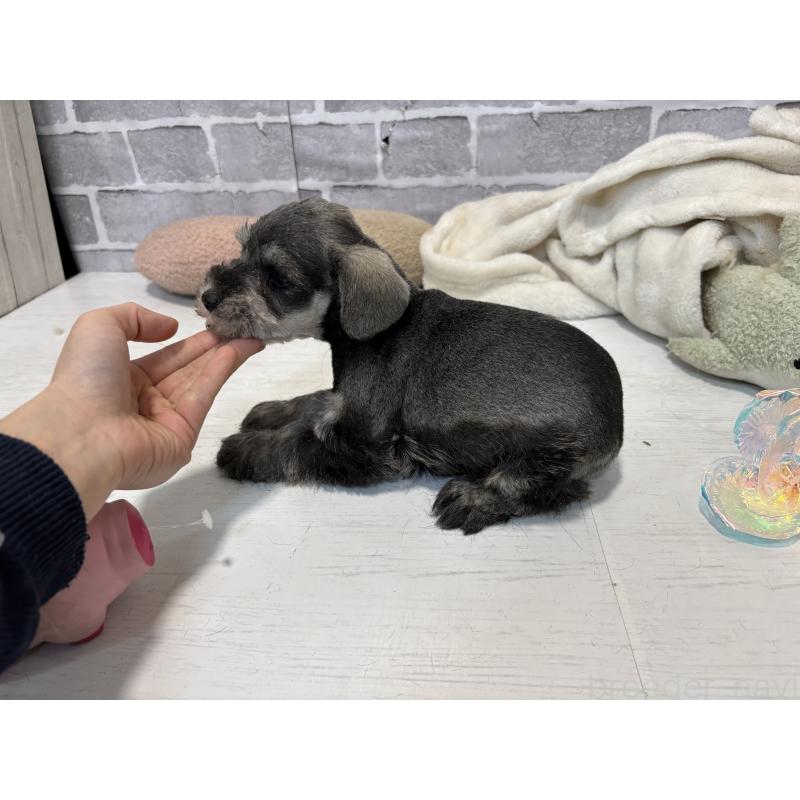 販売中の東京都のミニチュアシュナウザー-440062の5枚目