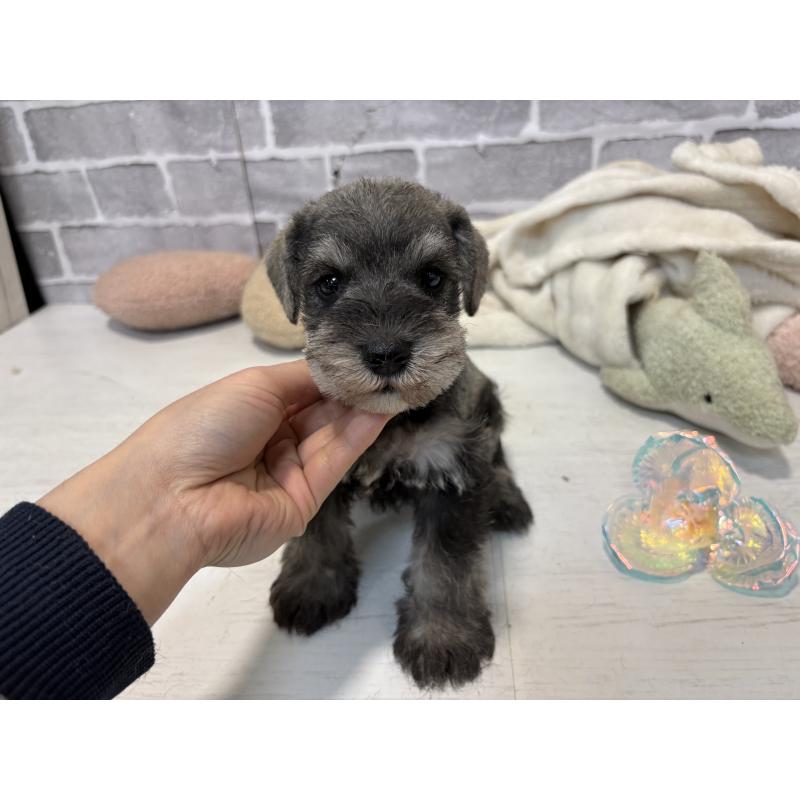 販売中の東京都のミニチュアシュナウザー-440062の4枚目