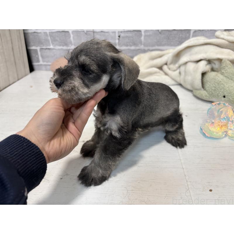 販売中の東京都のミニチュアシュナウザー-440062の3枚目