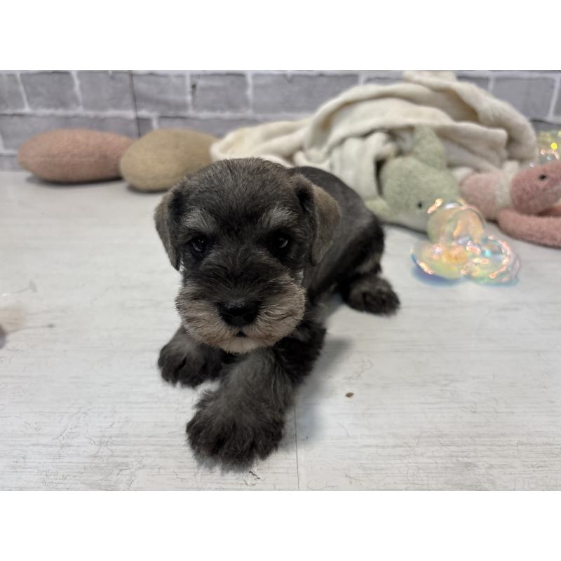 販売中の東京都のミニチュアシュナウザー-440062の2枚目