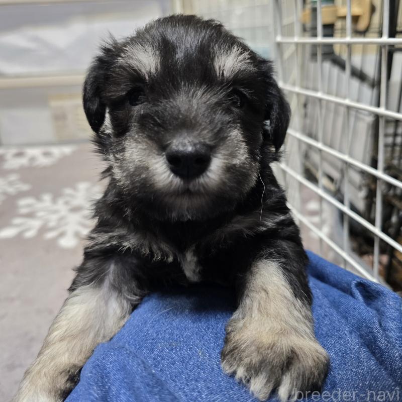 販売中の岡山県のミニチュアシュナウザー-436741