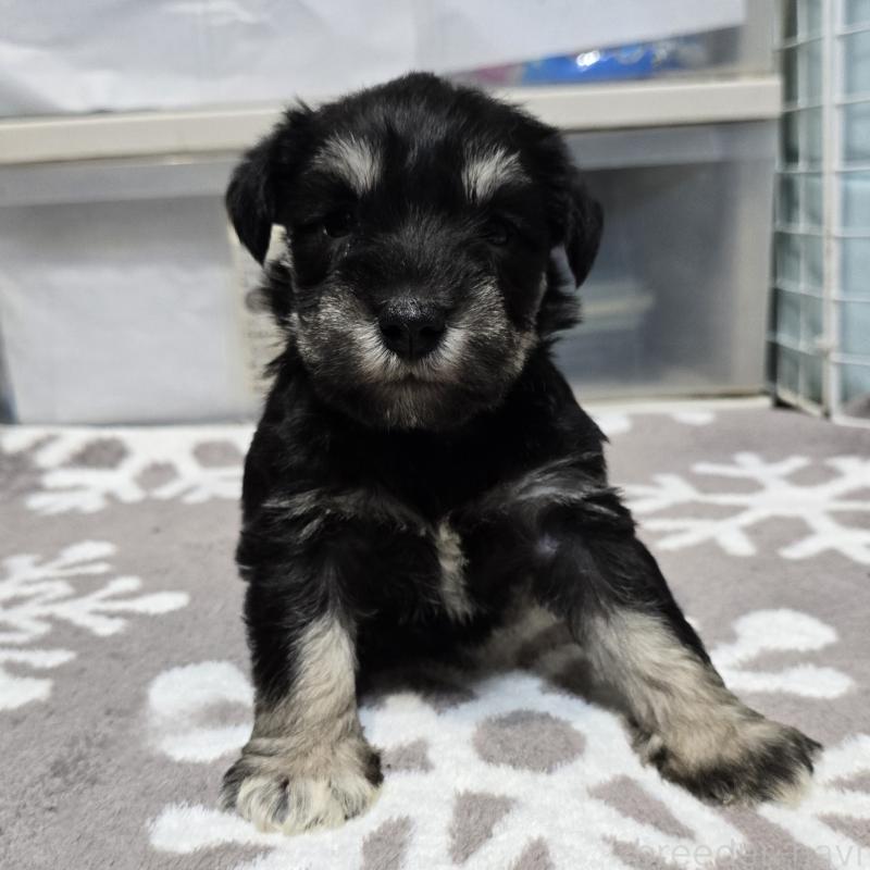 商談中の岡山県のミニチュアシュナウザー-436741の11枚目