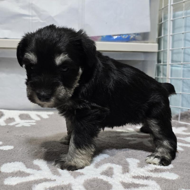 商談中の岡山県のミニチュアシュナウザー-436741の10枚目