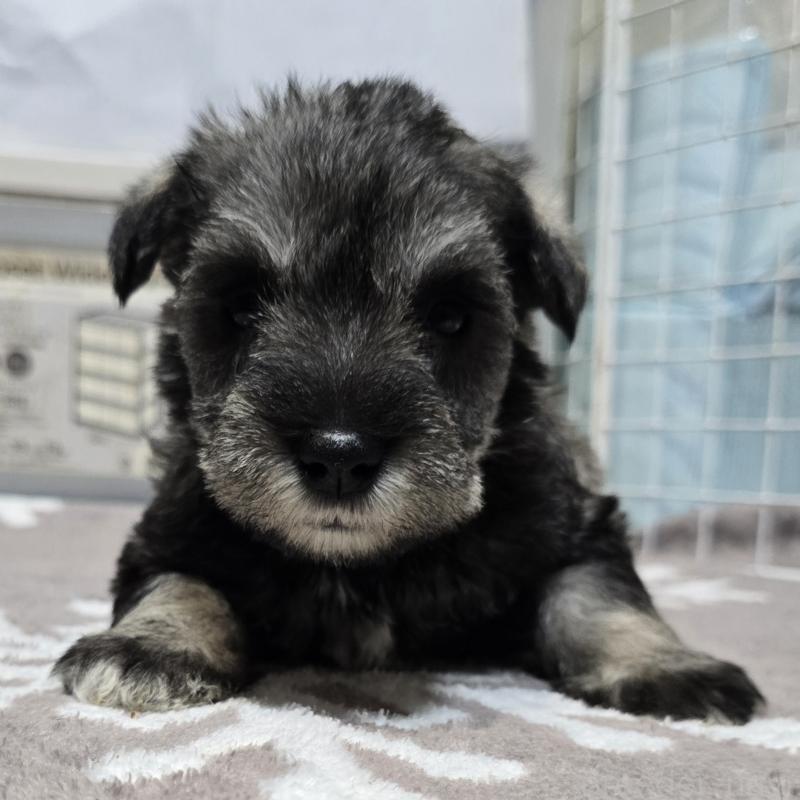 販売中の岡山県のミニチュアシュナウザー-436742の7枚目