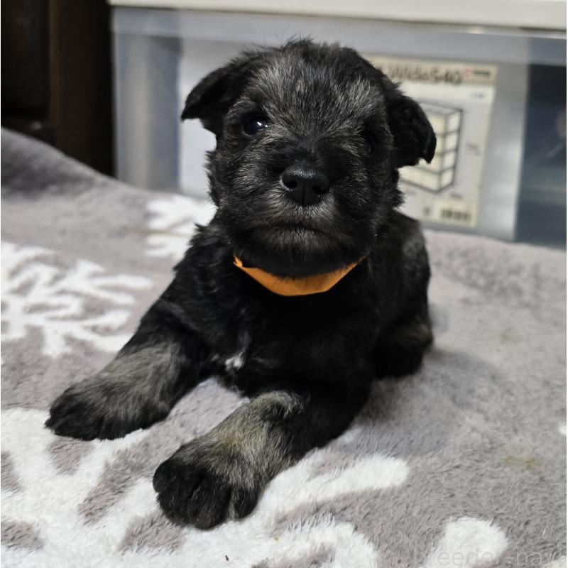 販売中の岡山県のミニチュアシュナウザー-438338