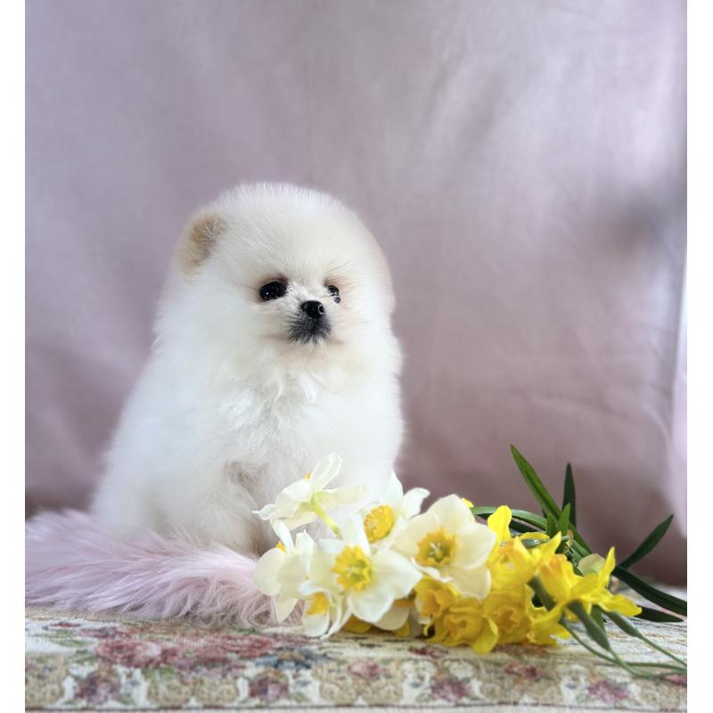 販売中の京都府のポメラニアン-437553の40枚目