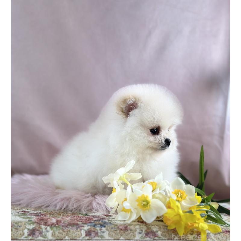 販売中の京都府のポメラニアン-437553の39枚目