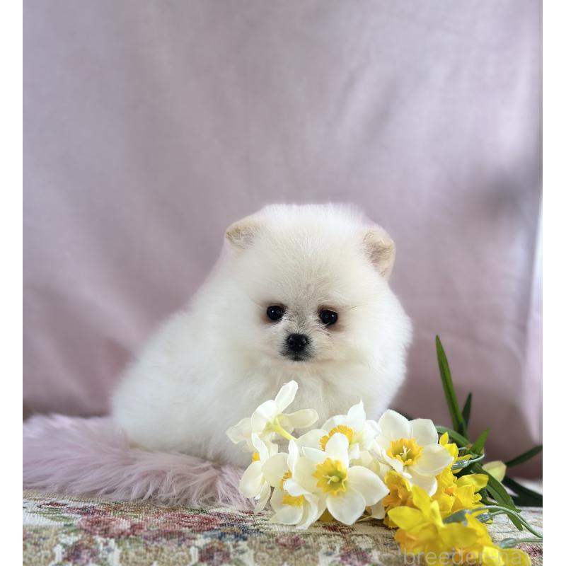 販売中の京都府のポメラニアン-437553の38枚目