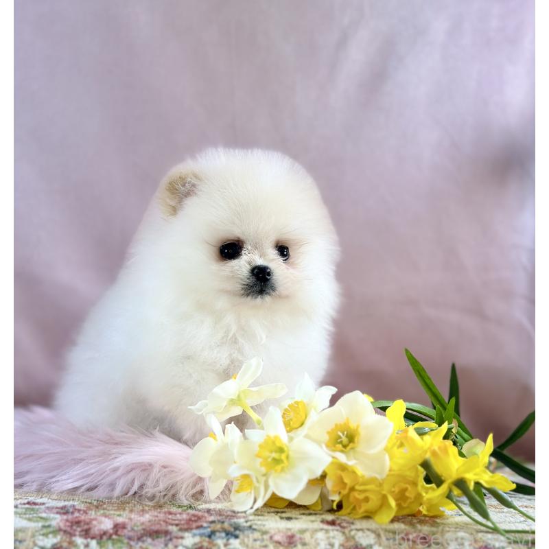 販売中の京都府のポメラニアン-437553の37枚目