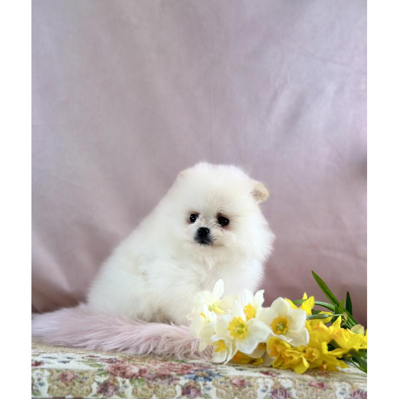 販売中の京都府のポメラニアン-437553の36枚目