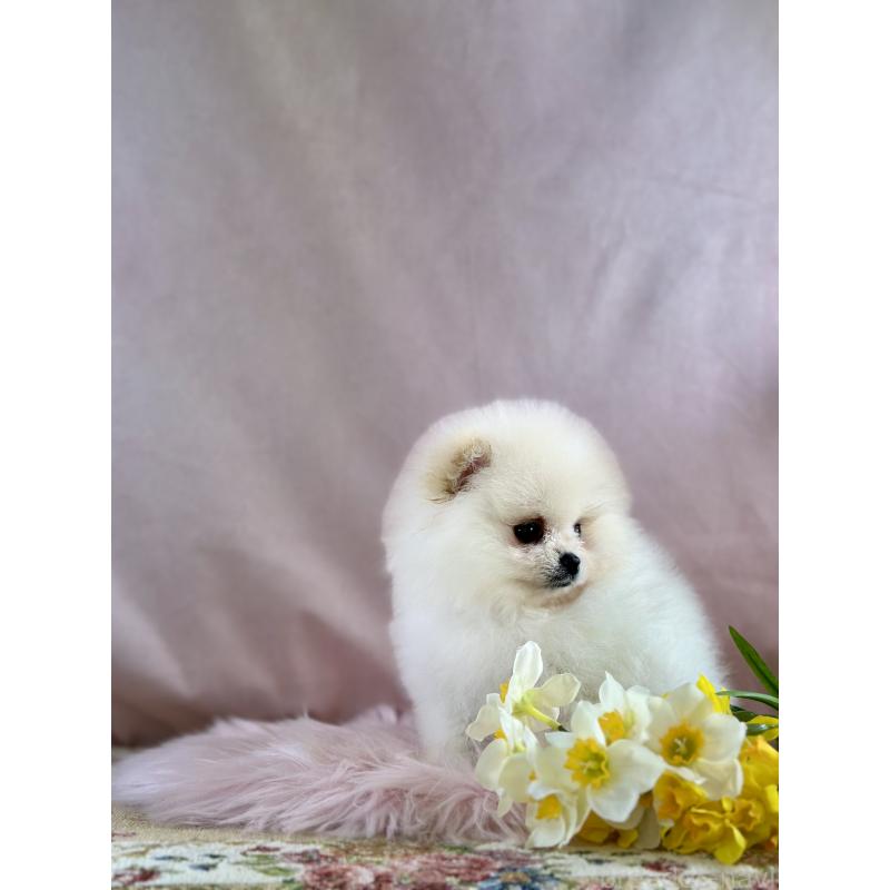 販売中の京都府のポメラニアン-437553の35枚目