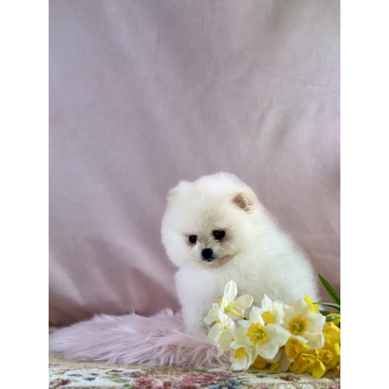 販売中の京都府のポメラニアン-437553の34枚目