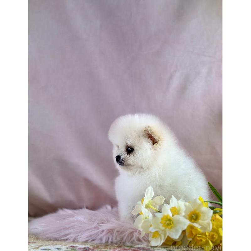 販売中の京都府のポメラニアン-437553の33枚目