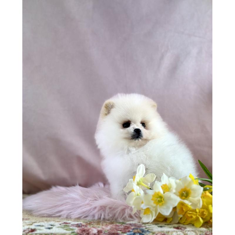 販売中の京都府のポメラニアン-437553の32枚目