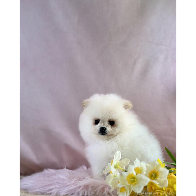 販売中の京都府のポメラニアン-437553の31枚目