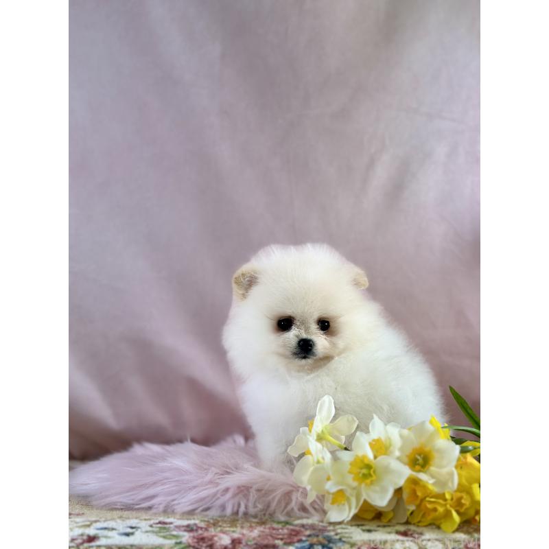 販売中の京都府のポメラニアン-437553の30枚目