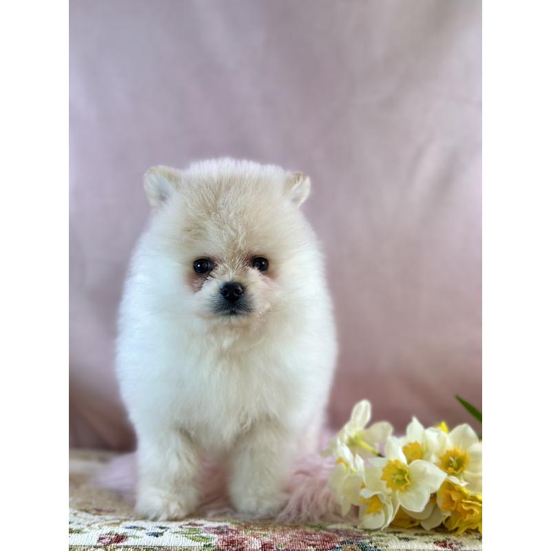 販売中の京都府のポメラニアン-437555の26枚目