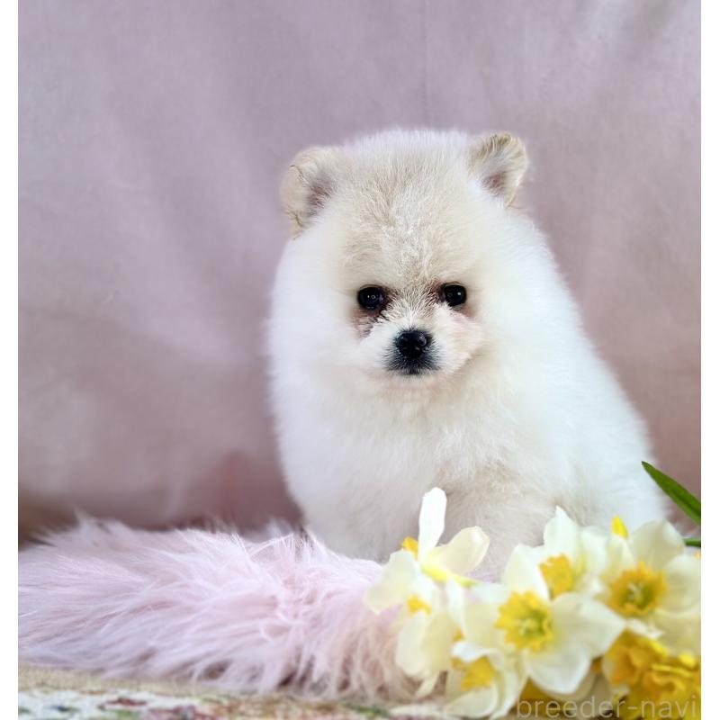 販売中の京都府のポメラニアン-437555の25枚目